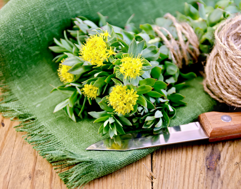 How long does rhodiola rosea take to work
